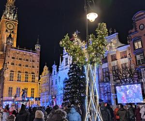 Gdańska choinka rozbłysła. Zobaczcie nasze zdjęcia!