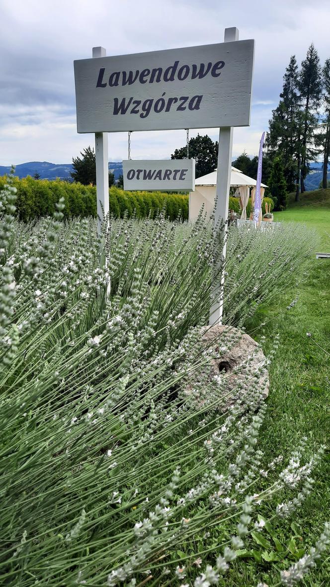 Najwyżej położona plantacja lawendy w Polsce leży w Małopolsce. Zdobi serce Pienin 