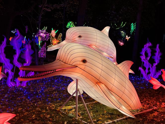 Garden of Lights we Wrocławiu