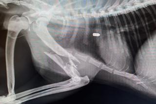 Rysica Cleo nie żyje