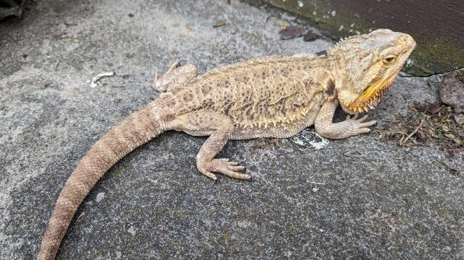 Strażnicy Miejscy z Włocławka interweniowali w sprawie jaszczurki