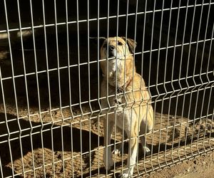 Przygotowania do nadchodzącej zimy. Odwiedziliśmy olsztyńskie Schronisko dla zwierząt [ZDJĘCIA]