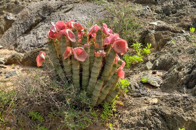 Hoodia – afrykańska roślina na odchudzanie. Czy suplementy z hoodią są skuteczne?