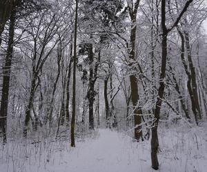 To miejsce zimą przypomina Narnię. Las Zwierzyniecki znajduje się w sercu Białegostoku [ZDJĘCIA]