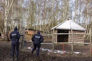 Porwany i pobity struś