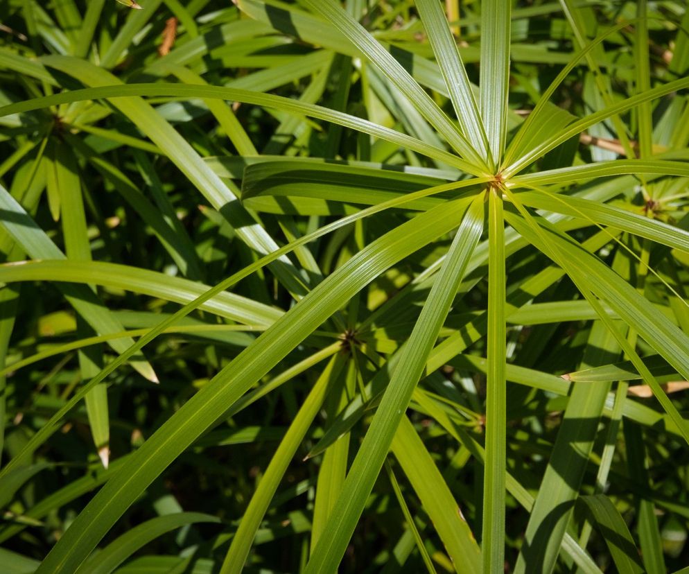 Te rośliny doniczkowe mają wyjątkowe liście!