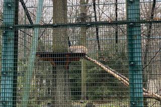 Dzień kota w łódzkim zoo. To doskonała okazja na obserwowanie nowego osobnika