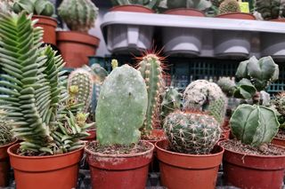 Egzotyczny świat zawitał do Bydgoszczy! ZooEgzotyka 2025 i Targi Akwarystyki przyciągnęły tłumy