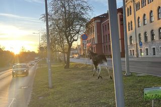 Łosie spacerowały po centrum Bydgoszczy! Mieszkańcy w szoku [ZDJĘCIA]