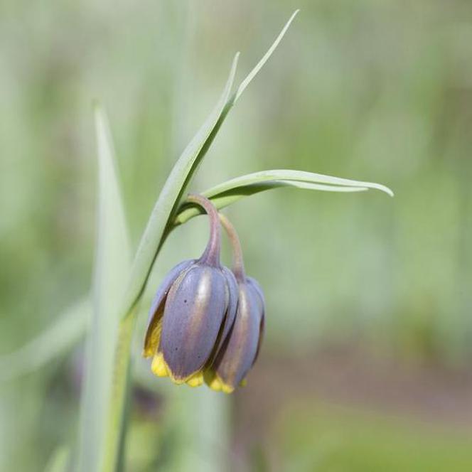 Szachownica Michajłowskiego - Fritillaria michailovskyi