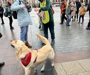 WOŚP 2024 w Krakowie. Grupa Golden Retriever opanowała cały Rynek Główny!