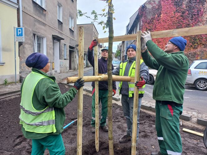 Zamiast asfaltu klomby z roślinami. Zmiany na Tylnej i Wałowej w Lesznie