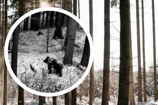 Fotopułapka nagrała dostojny spacer niedźwiadka w Bieszczadach. Internauci pokochali to nagranie 