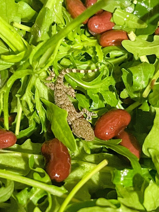 W opakowaniu rukoli znaleziono żywego gekona