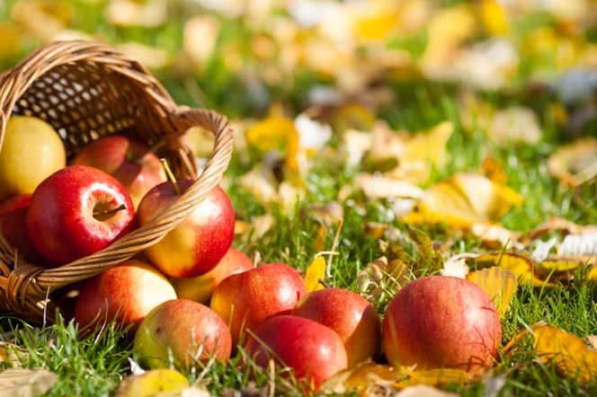 jablka-zbior-przechowywanie