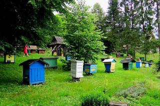 Kamianna. Zapomniana małopolska wieś to światowe centrum apiterapii 