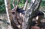 Bestialsko przywiązał psa do drzewa
