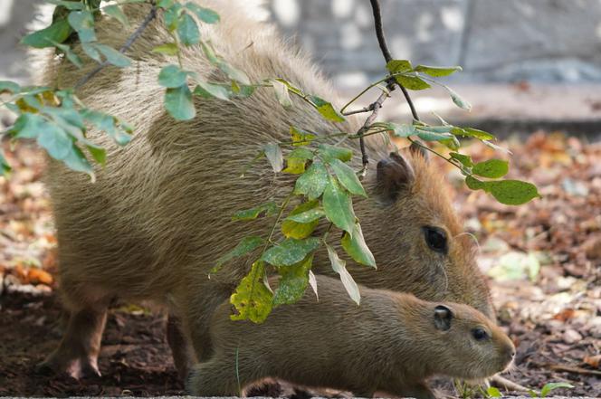 Kapibara z wrocławskiego zoo