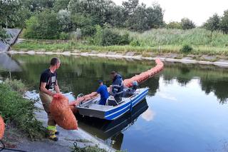 Tony śniętych ryb w jeziorze Dzierżno Duże to wina złotej algi