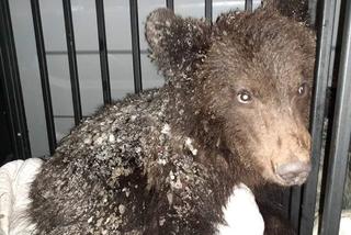 Niedźwiadek Ada znaleziony w Teleśnicy nie żyje! Ponad tydzień trwała walka o jego zdrowie “Puszczamy Cię wolno...”