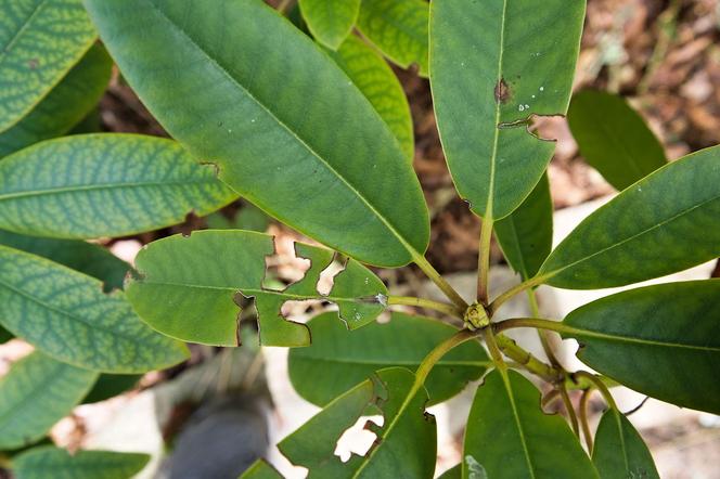 rododendron dziurawe liście