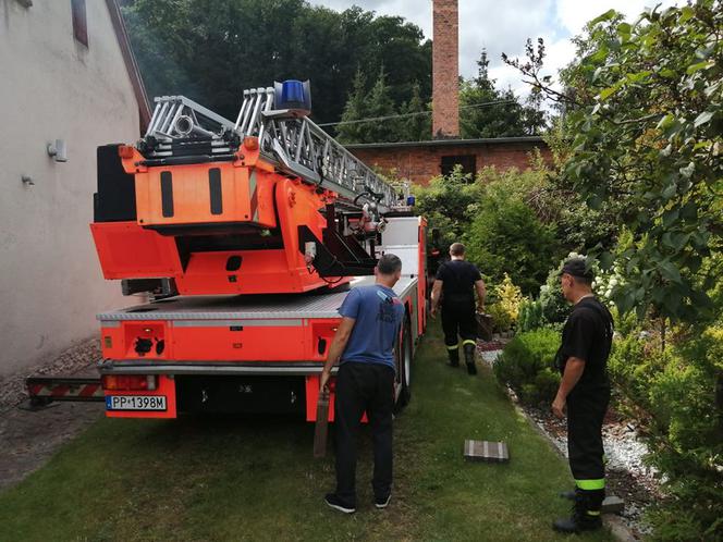 Bocian WYPADŁ ze swojego gniazda! Potrzebna była fachowa pomoc