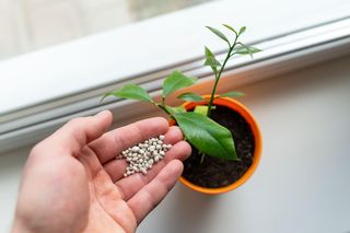 Sekret bujnych roślin doniczkowych? Klucz to właściwe nawożenie! 