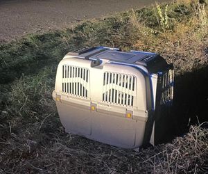 Przestraszone zwierzę trafiło do schroniska dla zwierząt