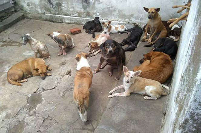 Psy na Kubie