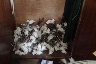 Schwytali kłusownika. W bagażniku miał martwe zwierzęta 