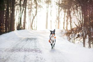 Czas świętowania i miłosnych zawirowań. Te znaki zodiaku będą miały farta! Horoskop tygodniowy na 8-14 grudnia