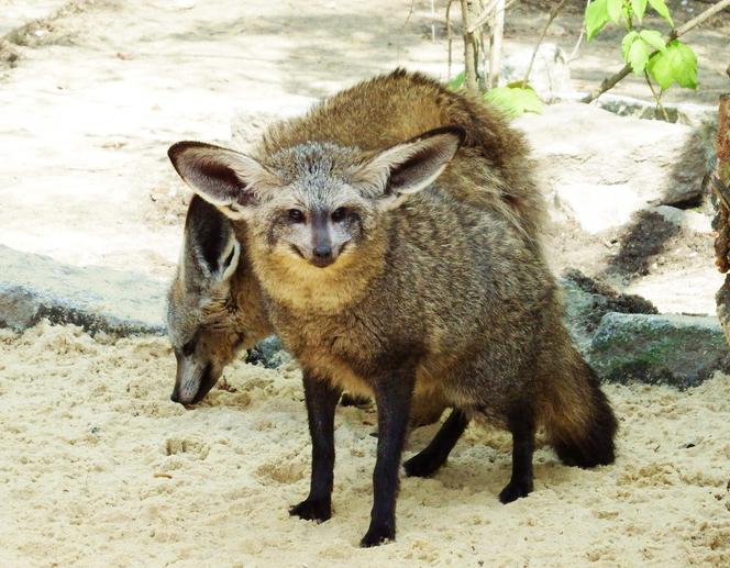 Otocjon wielkouchy