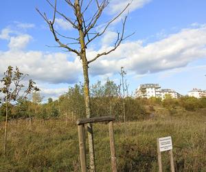 Gaj Matek i Ojców w Gdańsku zaniedbany. Miał być symboliczny park, są uschnięte drzewa i wysoka trawa