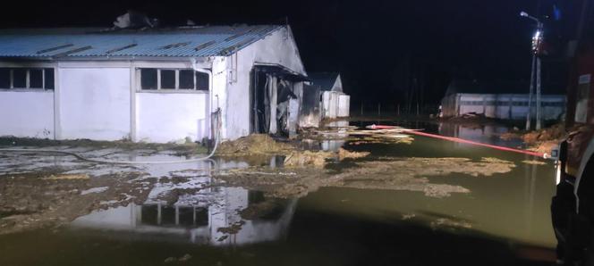 Ponad 60 krów spłonęł żywcem! Tragiczny pożar i milionowe straty [ZDJĘCIA]
