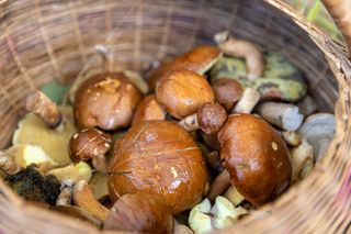 Gdzie na grzyby 2025? Oto najlepsze miejsca w Polsce!