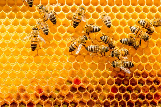PSZCZOŁA - czy pszczoły żądlą? Jak wygląda pszczoła?
