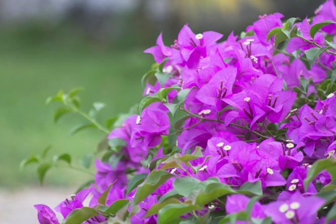 bugenwila