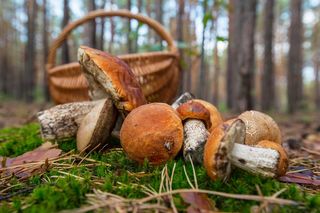 Gdzie są grzyby? W tych miejscach jest prawdziwy wysyp 