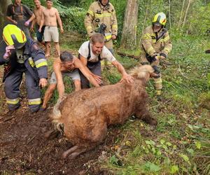 Nietypowe interwencje służb. Strażacy-ochotnicy uratowali stado koni, a strażnicy miejscy sarenki