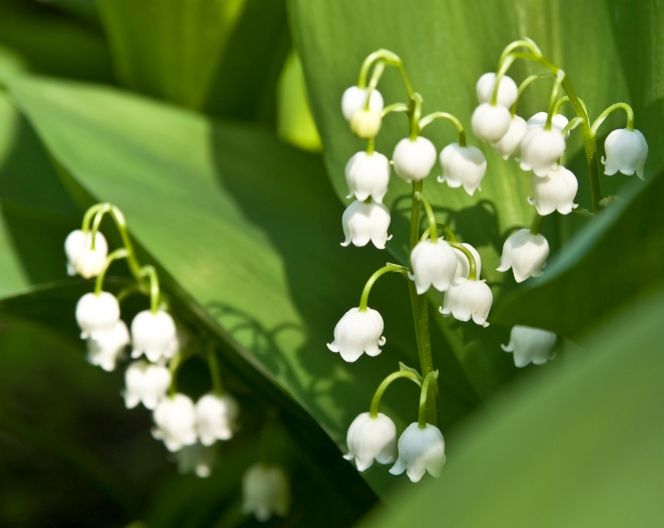 Rośliny w ogrodzie zagrażające dzieciom