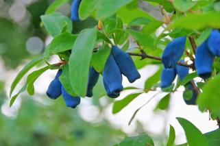 Niebieskie owoce z ogrodu. Jakie rośliny mają niebieskie owoce?