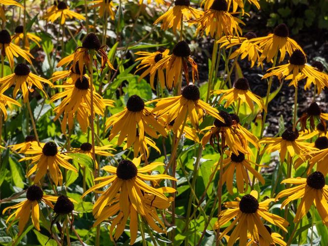 Rudbekia błyskotliwa