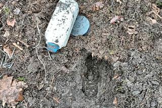 Akcja kryminalnych w lesie pod Toruniem. 44-latek zakopał tam narkotyki