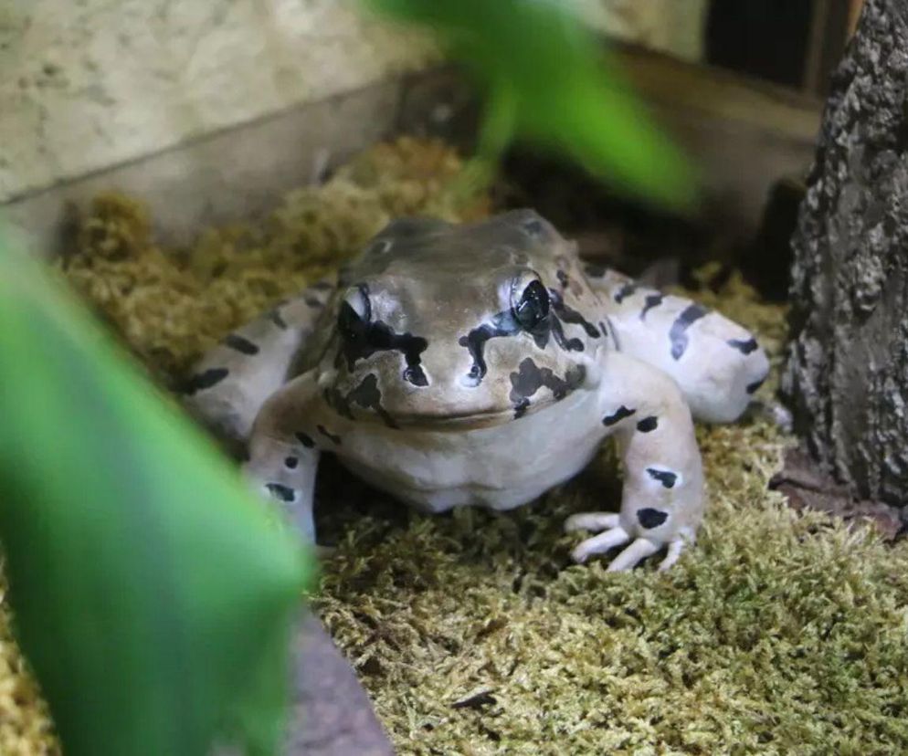 W gdańskim zoo zamieszkały gigantyczne żaby. Są krytycznie zagrożone wyginięciem