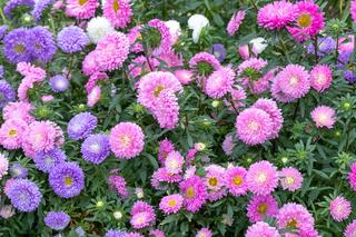 Kwiaty, które kwitną w sierpniu