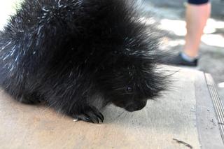 Baby boom w poznańskim zoo! Na świat przyszedł urson
