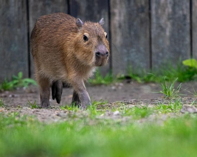 Nowi lokatorzy w łódzkim ZOO! To wielki powrót tych uwielbianych zwierząt