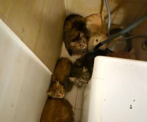 3 lata więzienia grożą mężczyźnie, który usłyszał zarzut znęcania się nad zwierzętami