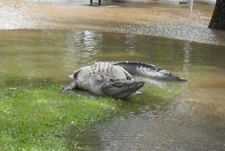 Krokodyle wyległy na ulice