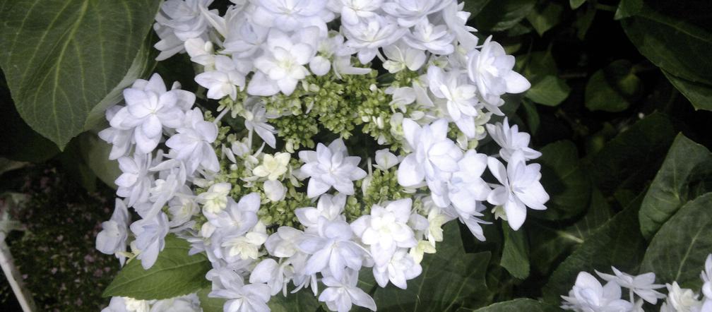 Hortensja drzewiasta 'Hayes Starburst' 
